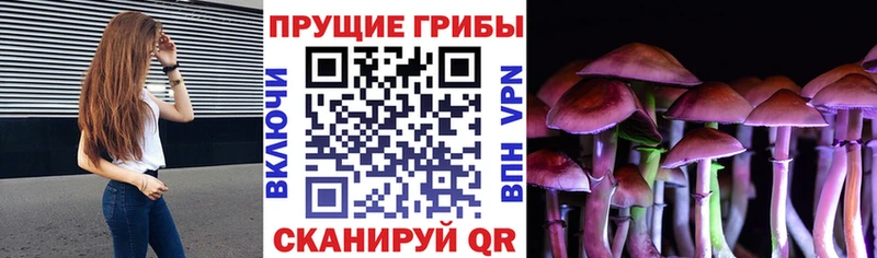 Псилоцибиновые грибы Psilocybe  это какой сайт  Пикалёво 